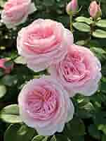 Amazon.co.jp: 人気品種強香バラ苗 挿し木苗 イングリッシュ